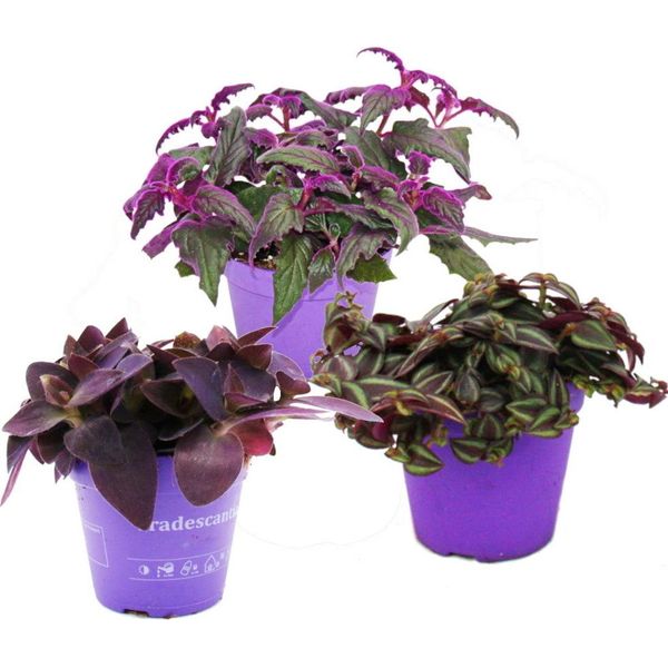 Trio Di Piante Da Appartamento Con Foglie Viola Set Di 3 Piante Diverse Con Foglie Viola Tradescantia Purple Passion Gynura Tradescantia Pallida-image