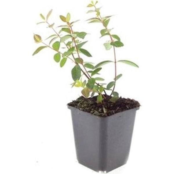 Copertura Del Terreno - Erba Di San Giovanni - Hypericum Dummeri 'Peter Dummer' - Vaso Da 9 Cm - Set Di 60 Piante-image
