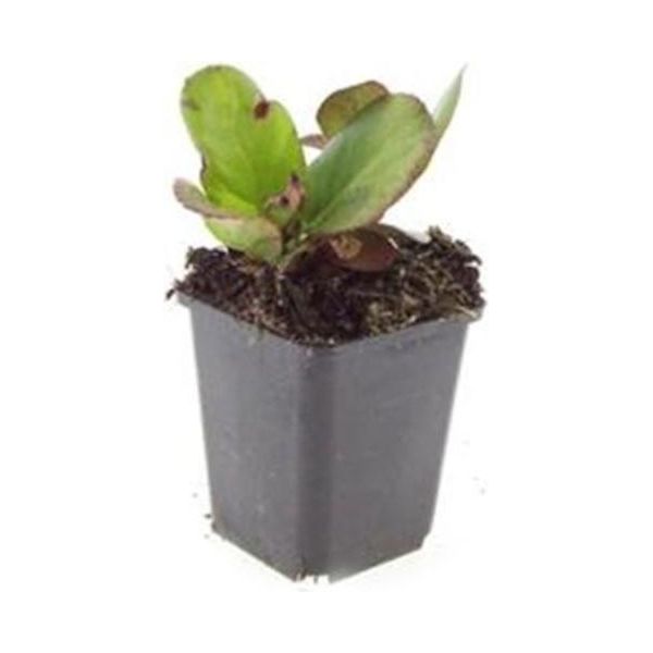 Copertura Del Terreno - Perenne - Bergenia - Bergenia Cordifolia 'HerbstblüTe' - Vaso Da 9 Cm - Set Di 20 Piante-image