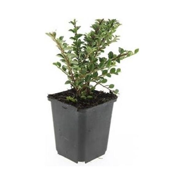 Copertura Del Terreno - Cotoneaster Horizontalis - Vaso Da 9 Cm - Set Di 6 Piante-image