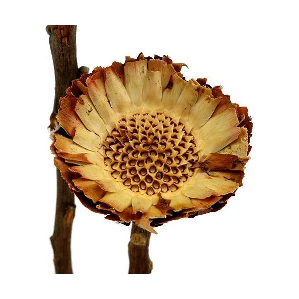 50 Pezzi Compacta Rosette Light - Elegante Decorazione Di Fiori Secchi Per Composizioni E Ghirlande Eleganti-image