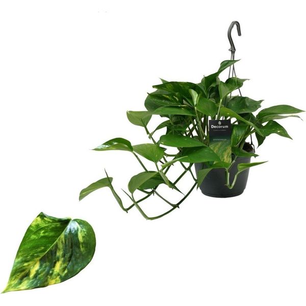Epipremnum Aureum - Edera Da Appendere Pianta Rampicante Lunga 40-44 Cm Pianta Da Appendere Di Facile Cura Pianta Da Appartamento-image