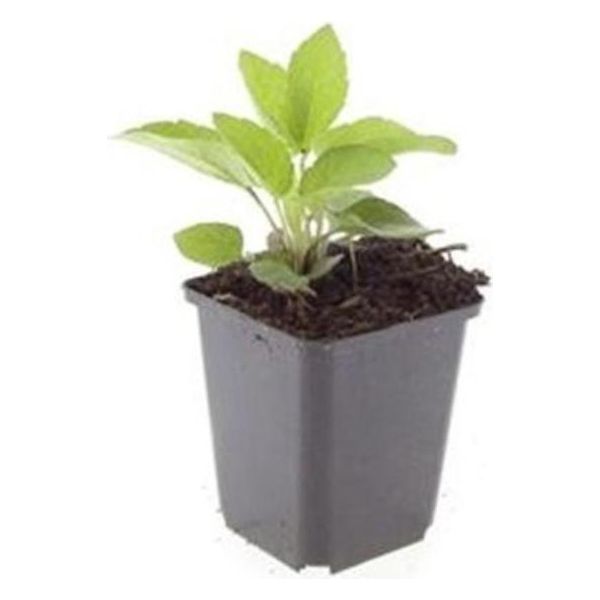 Perenne Ornamentale - Cavolfiore - Rudbeckia Fulgida 'Goldsturm' - Vaso Da 9 Cm - Set Di 60 Piante-image