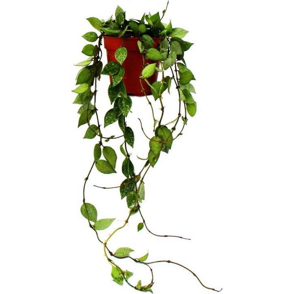 Pianta D'appartamento Appesa - Hoya Krohniana Eskimo - Fiore Di Porcellana - Fiore Di Cera - Vaso Da 12 Cm-image