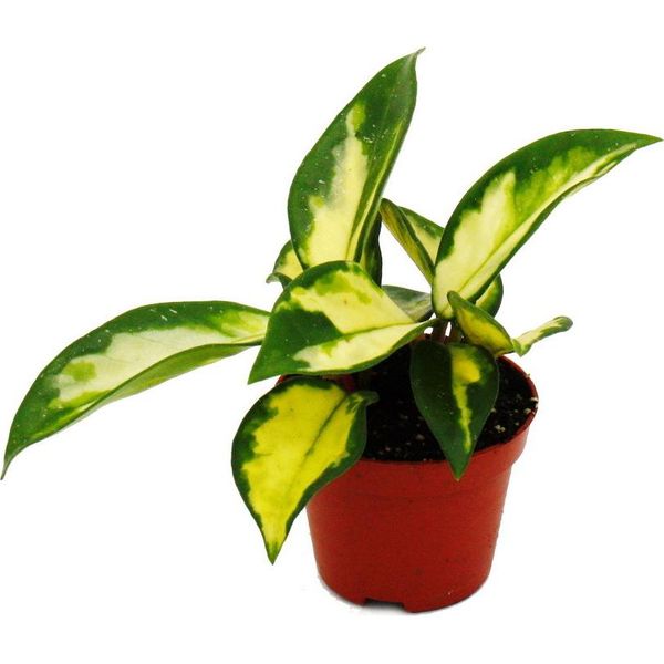 Mini Pianta Hoya Carnosa Tricolor Fiore Di Porcellana Ideale Per Piccole Ciotole E Vasi Baby Pianta In Vaso Da 5,5 Cm-image