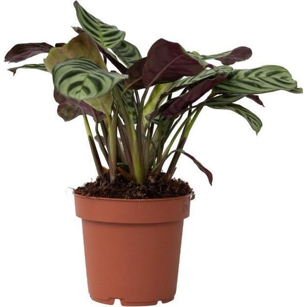 Pianta Da Letto A Spina Di Pesce - Ctenanthe 'Amagris' - Altezza 20-30Cm - ⌀12Cm-image