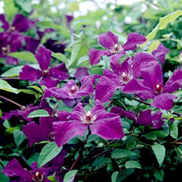 Hello Plants Clematis Viticella Polish Spirit Clematis Pianta Rampicante - Ø 15 Cm - Altezza: 65 Cm-image