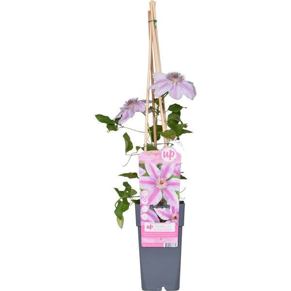 Clematis Nelly Moser - Rampicante Fiorito - Doppia Fioritura - Bianco-Rosa - Altezza Circa 65 Cm - Vaso Da 15 Cm - Per Giardino, Pergolato E Vasca Da Bagno-image