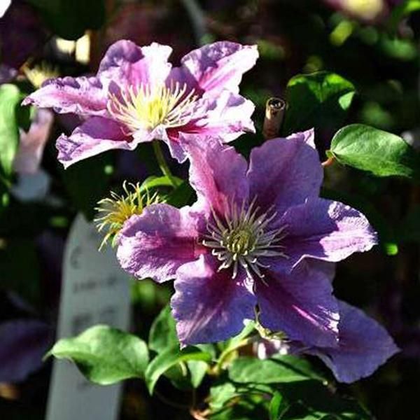 Hello Plants Clematis Piilu Clematide Rampicante - Ø 15 Cm - Altezza: 65 Cm-image