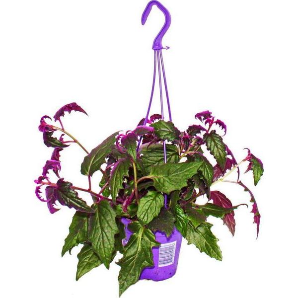 Pianta Da Appartamento Da Appendere Gynura Purple Passion Foglia Di Velluto Ortica Viola Pianta Da Appendere 14Cm-image