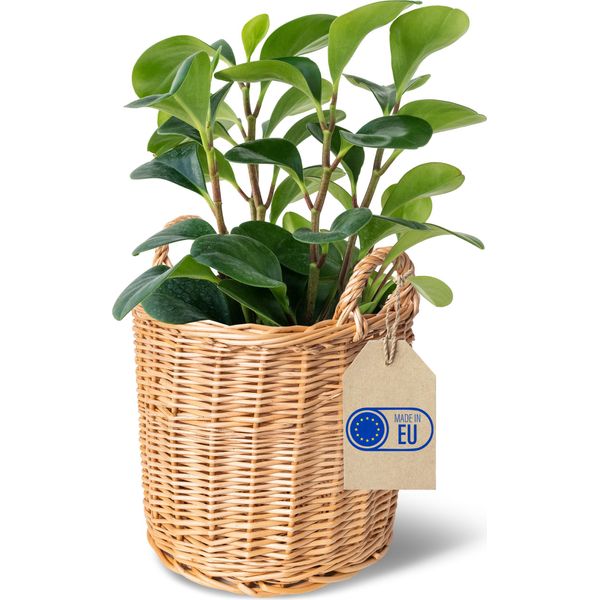 Creative Home Cesto In Vimini Con Manici Chiaro | 26 X 26 X 30 Cm | Intrecciato A Mano | Vaso Di Fiori, Per Riporre | Per Frutta, Bucato | Naturale-image