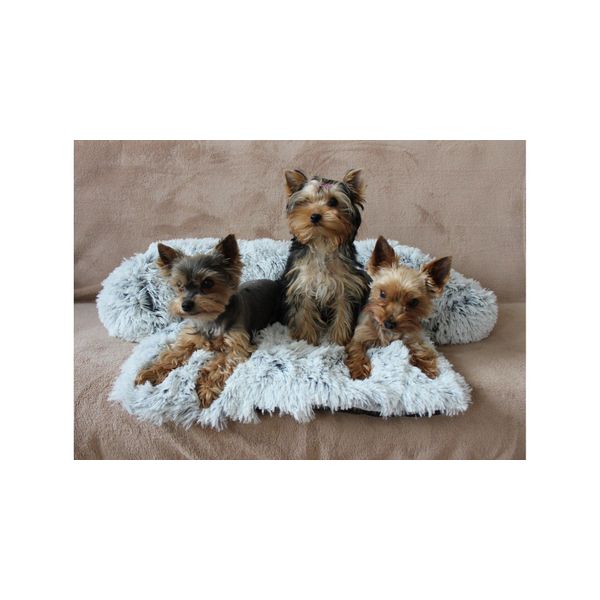 Letto Per Cani Merco Petsofa Grigio Chiaro Taglia Xs-image