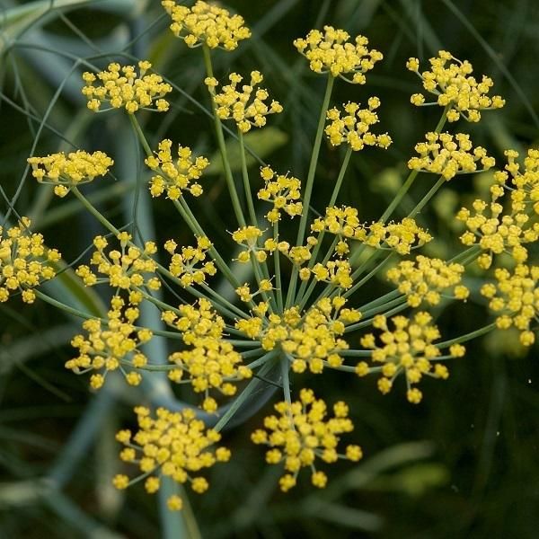 6 X Fenchel - Foeniculum Vulgare | Topf 9Cm X 9Cm-image