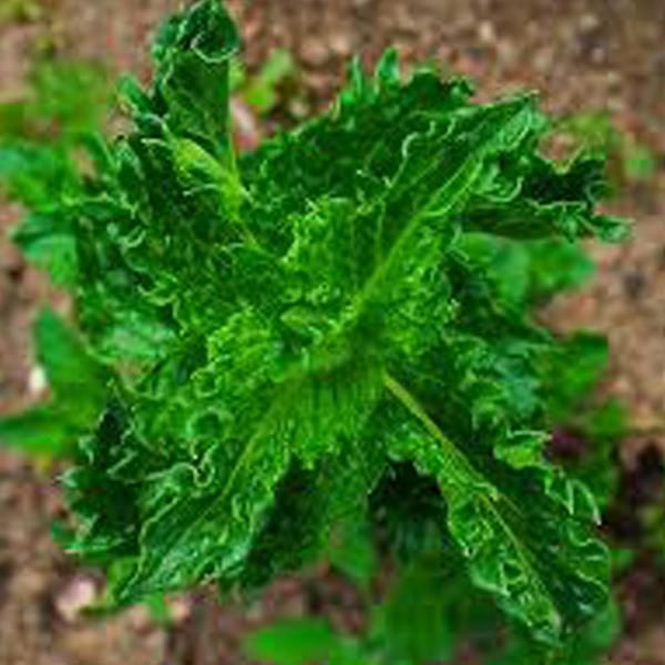 6 X Menta Marocchina - Mentha Spicata 'Crispa' | Vaso 9 Cm X 9 Cm-image