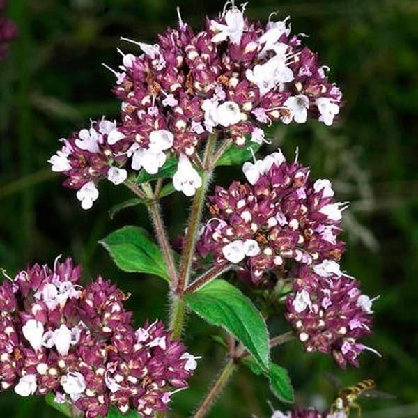6 X Origano - Origanum Vulgare | Vaso 9Cm X 9Cm-image