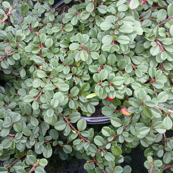 2 X Cotoneaster Procumbens 'Streib's Findling' | 15-20 Cm In Contenitore-image