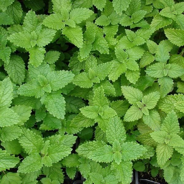 6 X Melissa Officinale - Melissa Officinalis | Vaso 9Cm X 9Cm-image