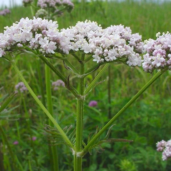 6 X Valeriana - Valeriana Officinalis | Vaso 9Cm X 9Cm-image