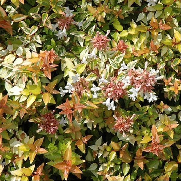 Abelie Grandiflora - Abelia Grandiflora 'Kaleidoscope' | 50-60 Cm In Vaso-image