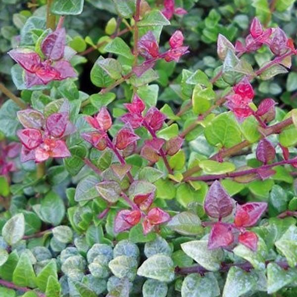 2 X Caprifoglio - Lonicera Nitida 'Red Tips' | 20-25 Cm In Vaso-image