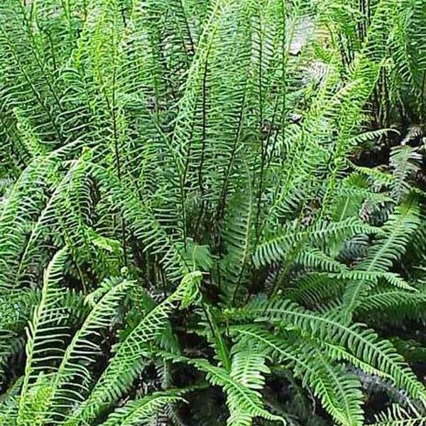 6 X Felce Spicata A Coste - Blechnum Spicant | Vaso 9Cm X 9Cm-image
