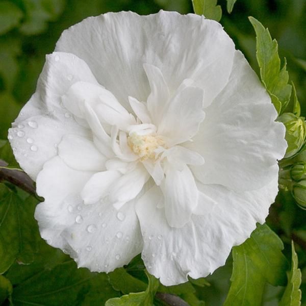 2 X Ibisco Selvatico - Hibiscus Syriacus 'White Chiffon' | 40-60 Cm In Contenitore-image