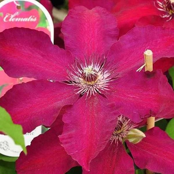 2 X Clematide - Clematis 'Westerplatte' | 50-60 Cm In Contenitore-image
