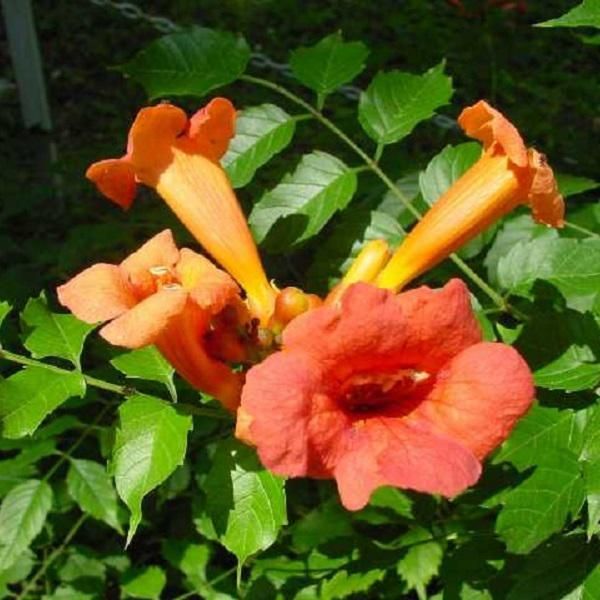 2 X Campsis Radicans 'Flamenco' | 50-60 Cm In Contenitore-image