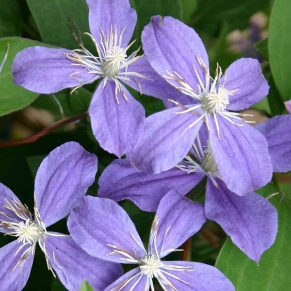 Clematide - Clematis 'Arabella' | 50-60 Cm In Contenitore-image