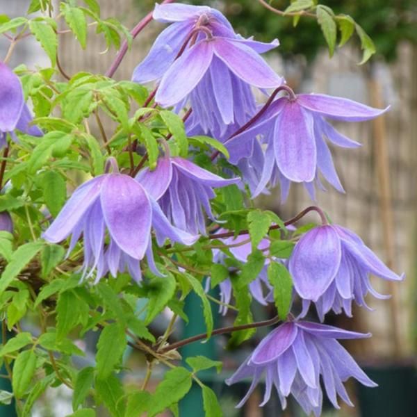 2 X Clematide Alpina - Clematis Alpina 'Frankie' | 50-60 Cm In Contenitore-image