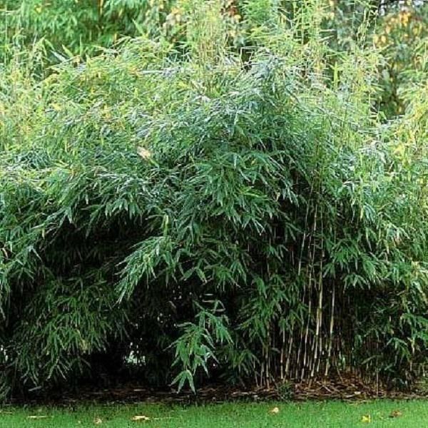 Bambù Da Giardino - Fargesia Murieliae 'Jumbo' | 60- 80 Cm In Vaso-image