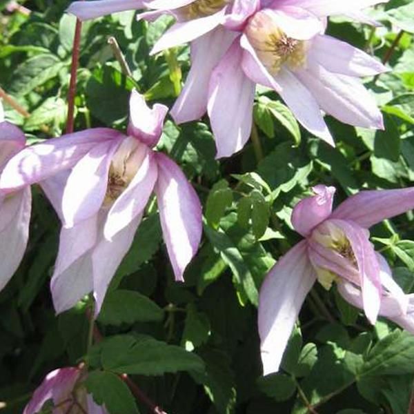 2 X Clematide - Clematis 'Pink Flamingo' | 50-60 Cm In Contenitore-image