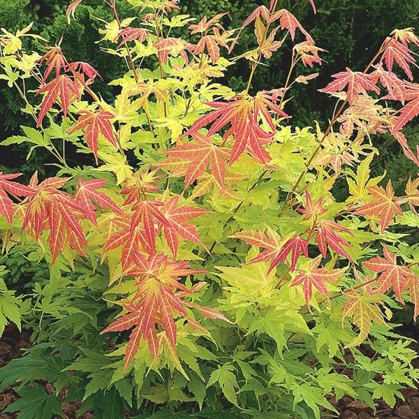Acero Giapponese - Acer Palmatum 'Orange Dream' | 50-60 Cm In Vaso-image