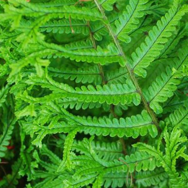 6 X Felce Squamata Dorata - Dryopteris Affinis | Vaso 9Cm X 9Cm-image