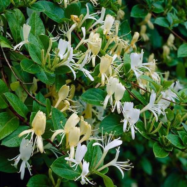 2 X Caprifoglio Giallo Variegato - Lonicera Japonica 'Halliana' | 50-60 Cm In Contenitore-image