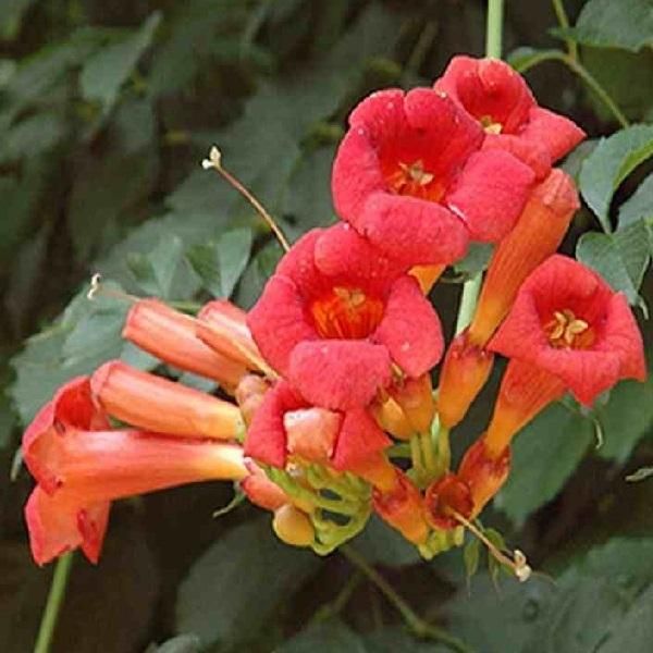 2 X Fiori Di Tromba - Campsis Radicans | 50-60 Cm In Contenitore-image