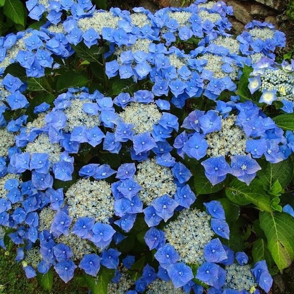 2 X Ortensia - Hydrangea 'Teller Blue' | 25-30 Cm In Vaso-image