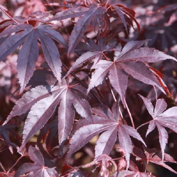 Acero Giapponese - Acer Palmatum 'Bloodgood' | 50-60 Cm In Contenitore-image