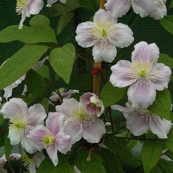 2 X Clematide - Clematis Montana 'Rubens' | 50-60 Cm In Contenitore-image