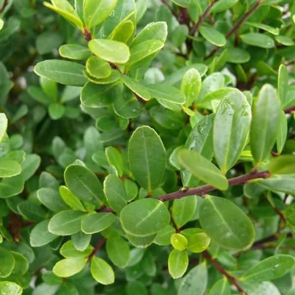Ilex Crenata 'Dark Green' | 40-60 Cm In Contenitore-image