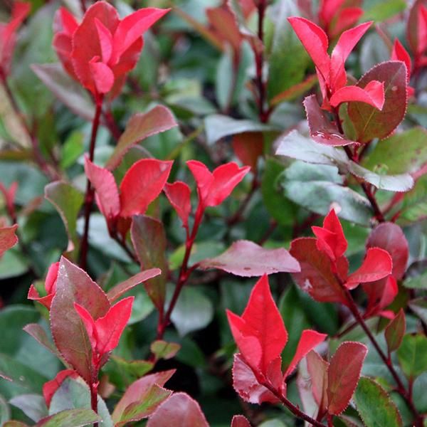 Fotinia - Photinia Fraseri 'Little Red Robin' | 40-50 Cm In Vaso-image