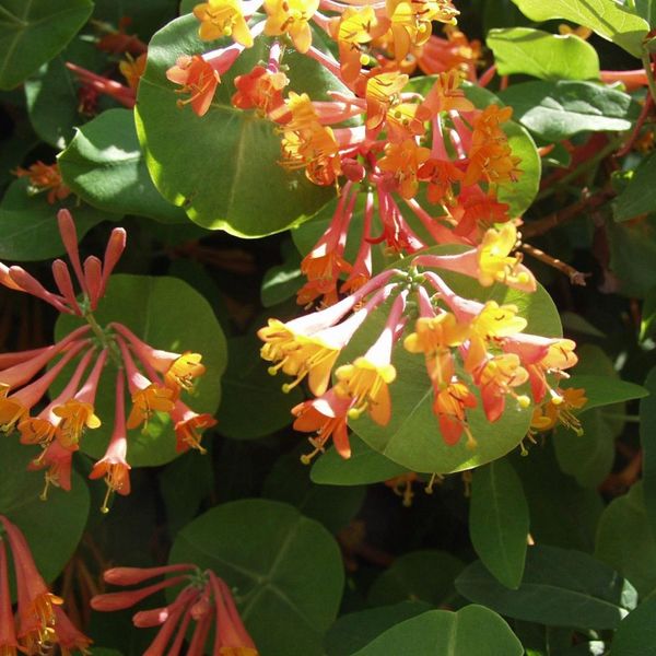 2 X Caprifoglio Fiammeggiante - Lonicera Heckrottii 'Gold Flame' | 50-60 Cm In Contenitore-image