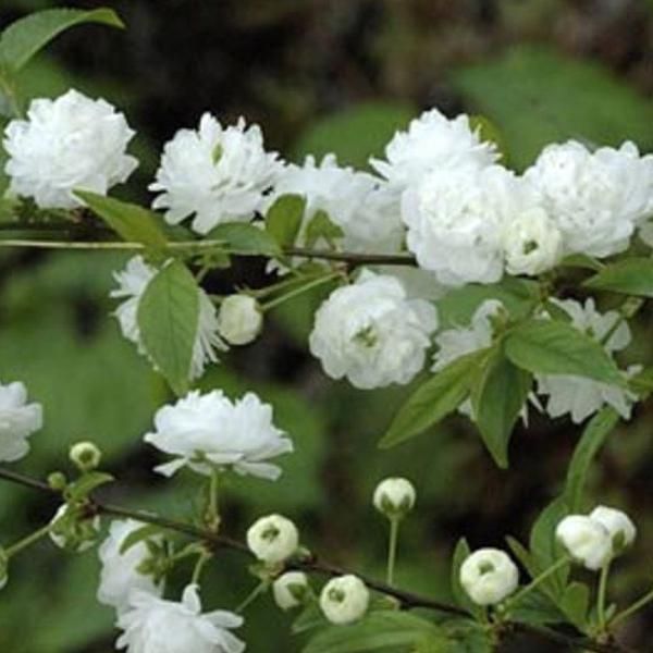 2 X Ciliegio Della Steppa - Prunus Glandulosa 'Alba Plena' | 30-40 Cm In Vaso-image