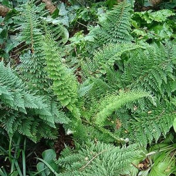 6 X Felce Filigranata - Polystichum Setiferum 'Densum' | Vaso 9 Cm X 9 Cm-image