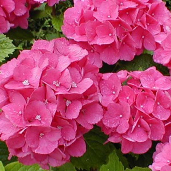 2 X Ortensia - Hydrangea 'Benelux' | 30-40 Cm In Vaso-image