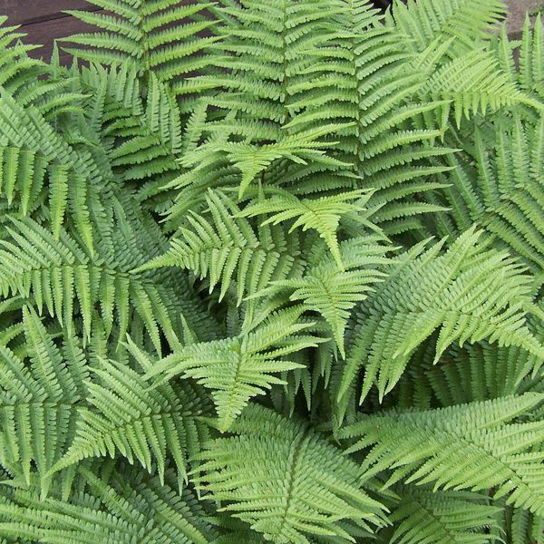 6 X Felce Vermiforme - Dryopteris Filix-Mas | Vaso 9Cm X 9Cm-image