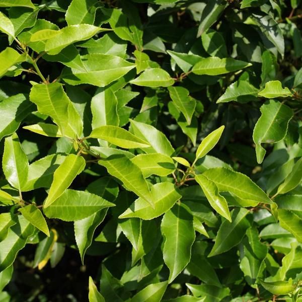 2 X Alloro Portoghese - Prunus Lusitanica 'Angustifolia' | 50-60 Cm In Contenitore-image