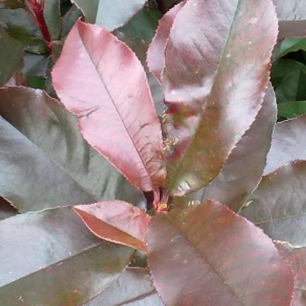 2 X Fotinia - Photinia Fraseri 'Camilvy' | 40-60 Cm In Vaso-image
