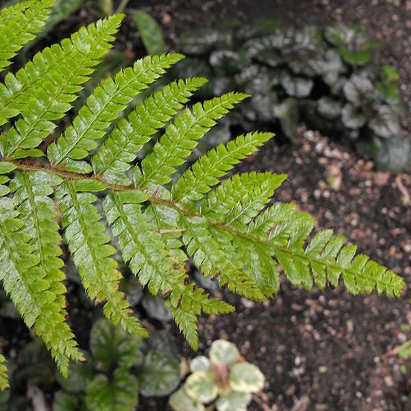 6 X Felce Giapponese A Scudo Lucido - Polystichum Polyblepharum | Vaso 9Cm X 9Cm-image