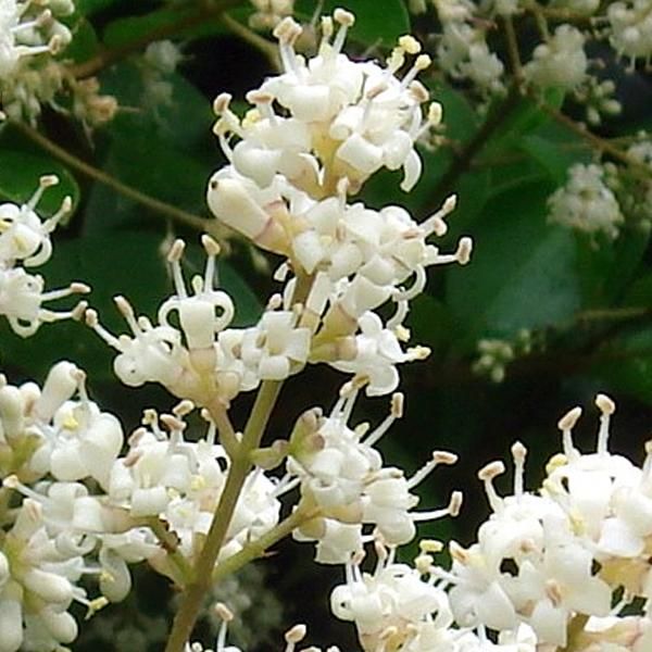 2 X Ligustro - Ligustrum Japonicum 'Rotundifolium' | 15-20 Cm In Vaso-image